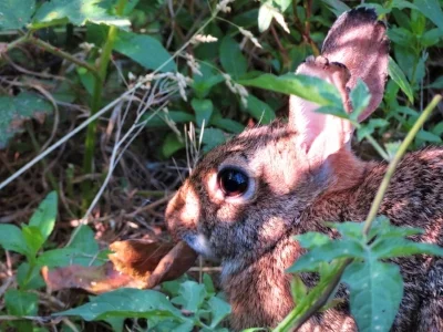 Rabbit, Ridgefield Wildlife Refuge