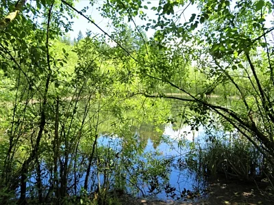 Pond, Wildlife Botanical Garden