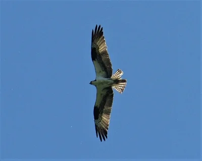 Osprey, Steigerwald Wildlife Refuge