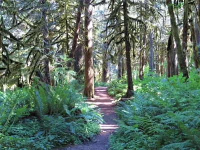 Forest Path, Lower Salmon River Trail