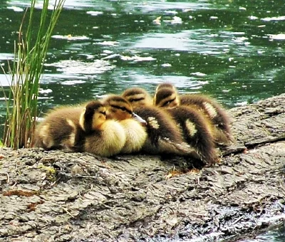 Ducklings, Lacamas Lake Park