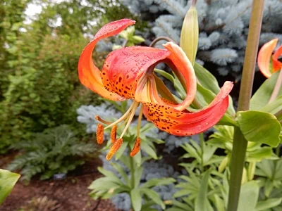 Leopard Lily, Wildlife Botanical Garden