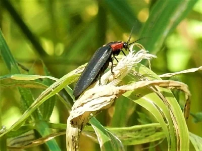 Insect, Ridgefield Wildlife Refuge