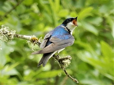 Tree Swallow, Ridgefield Wildlife Refuge