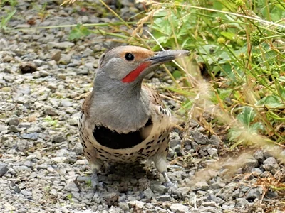 Flicker, Ridgefield Wildlife Refuge