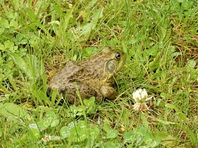 Frog, Wildlife Botanical Garden