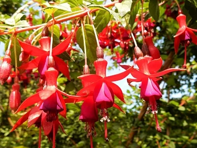 Fuschia, Elk Rock Garden