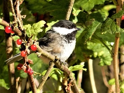 Chickadee, Wildlife Botanical Garden