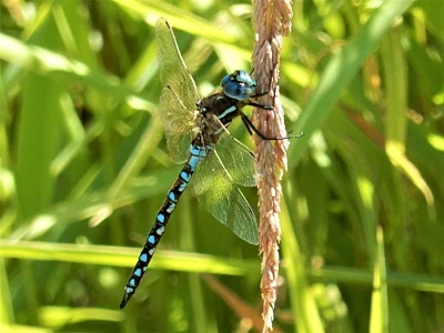 Dragonfly, Ridgefield Wildlife Refuge