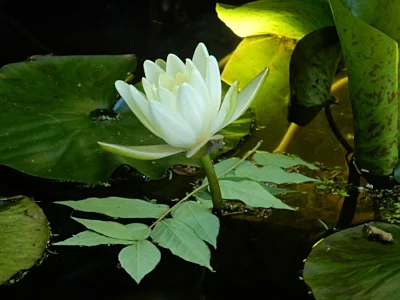 Water Lily, Elk Rock Garden
