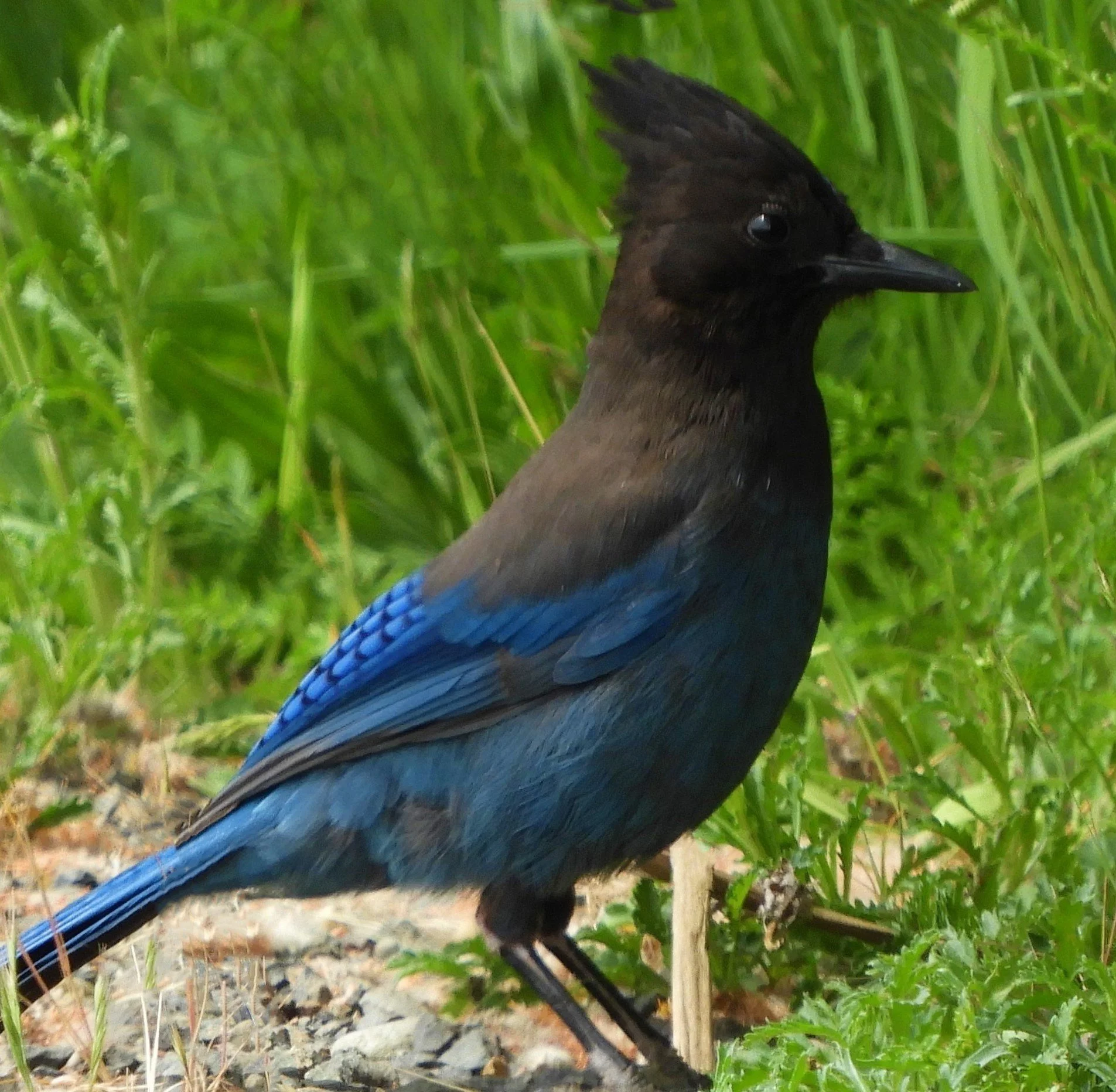 Steller's Jay