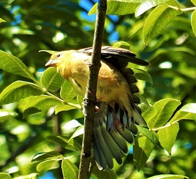 American Goldfinch, Whitecloud Recreational Area