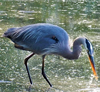Heron, Steigerwald Wildlife Refuge