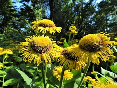 Yellow Cone Flowers, Menucha