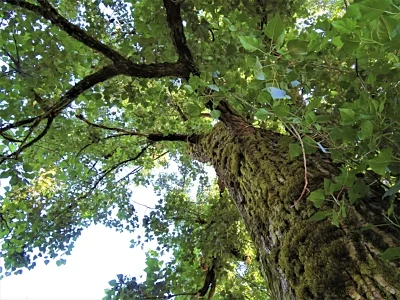 Chesnut Tree, Menucha