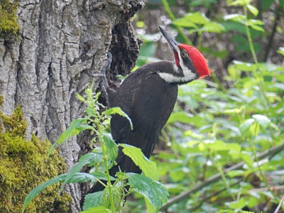 Peliated Woodpecker, Steigerwald Wildlife Refuge