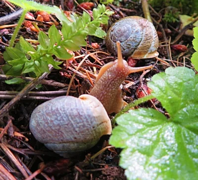 Snail, Wildlife Botanical Woods