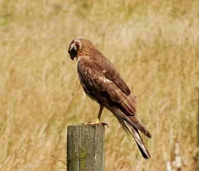 Northern Harrier, Steigerwald Wildlife Refuge