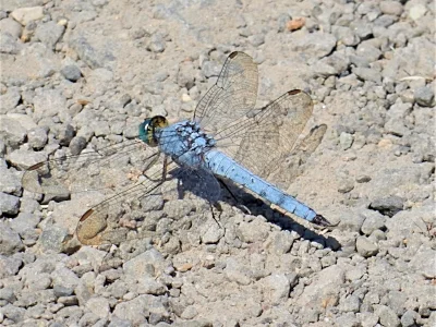 Dragonfly, Steigerwald Wildlife Refuge
