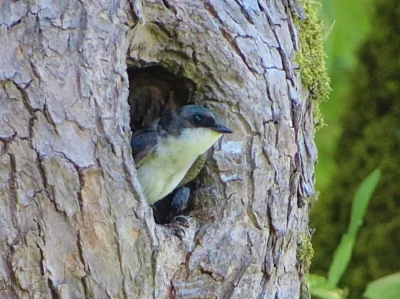 Tree Swallow, Ridgefield Wildlife Refuge
