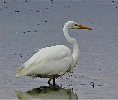 Egret, Ridgefield Wildlife Refuge