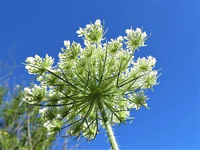 Queen Anne's Lace, Ridgefield Wildlife Refuge
