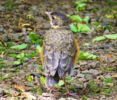 Young Robin, Wildlife Botanical Garden