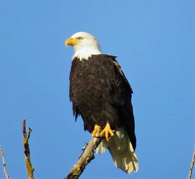 Eagle, Steigerwald Wildlife Refuge