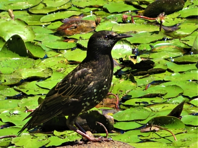 European Starling, Steigerwald Wildlife Refuge