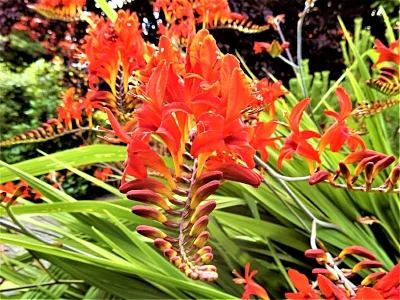 Crocosmia, Wildlife Botanical Garden