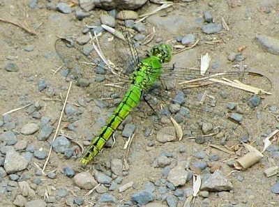 Dragonfly, Lacamas Lake Park