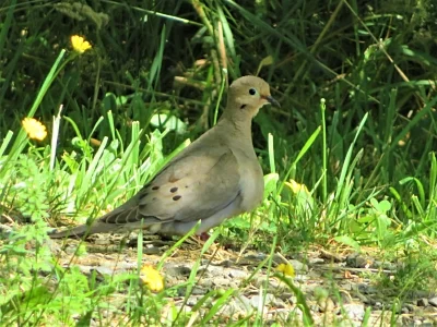 Dove, Wildlife Botanical Garden