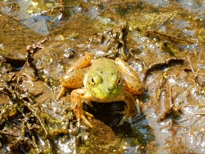Frog, Ridgefield Wildlife Refuge
