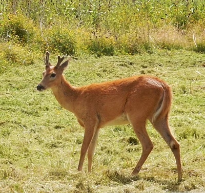 Young Buck, Steigerwald Wildlife Refuge