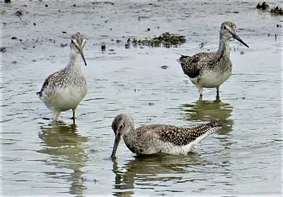 Yellow Legs, Ridgefield Wildlife Refuge