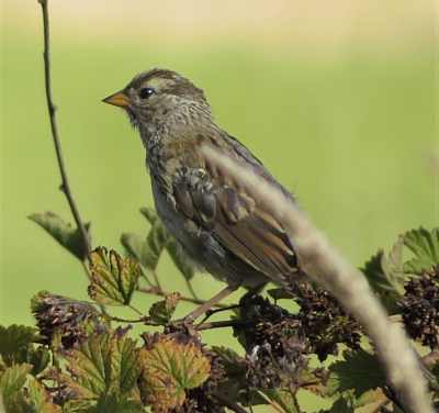 Sparrow, Steigerwald Wildlife Refuge