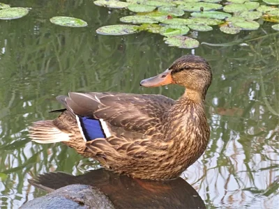 Duck, Steigerwald Wildlife Refuge