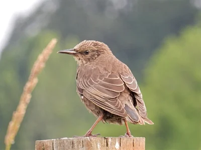 Young Red Wing Blackbird