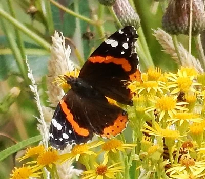 Red Admiral Butterfly, Ridgefield Wildlife Refuge