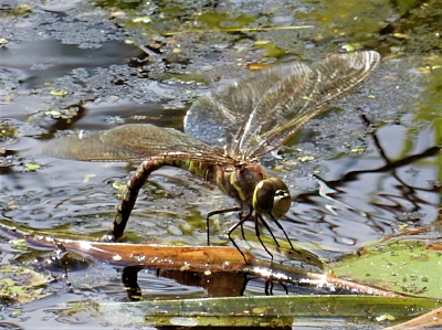 Dragonfly Laying Eggs, Steigerwald Wildlife Refuge