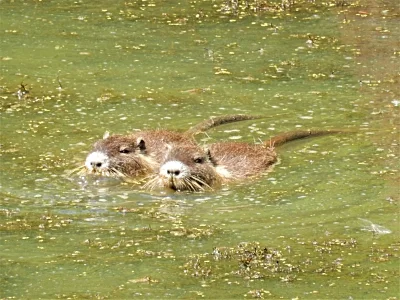 Nutria, Ridgefield Wildlife Refuge