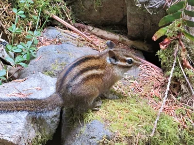 Chipmunk, Battleground Lake