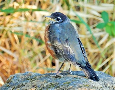Robin, Steigerwald Wildlife Refuge