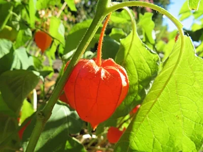 Chinese Lantern, Wildlife Botanical Garden