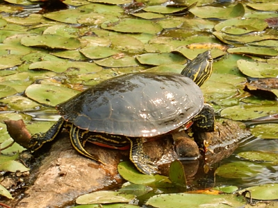 Turtle, Steigerwald Wildlife Refuge