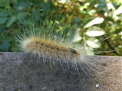 Caterpillar, Steigerwald Wildlife Refuge