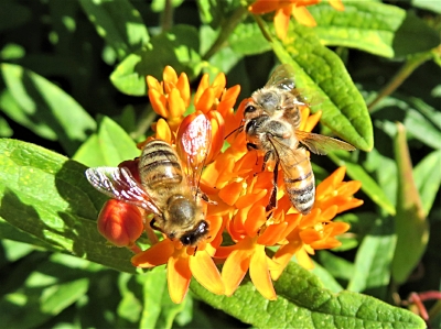Bees, Elk Rock Garden