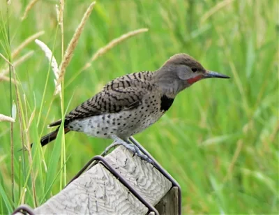 Flicker, Steigerwald Wildlife Refuge