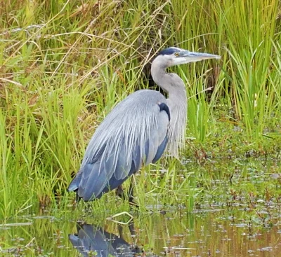 Heron, Ridgefield Wildlife Refuge