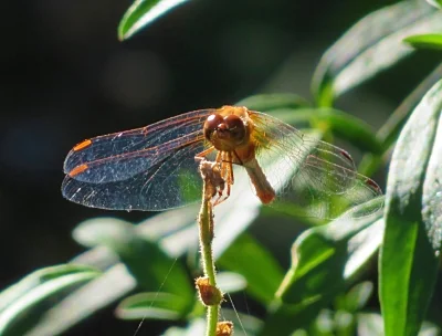 Dragonfly, Back Yard